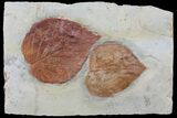 Two Paleocene Fossil Leaves (Davidia) - Montana #97728-1